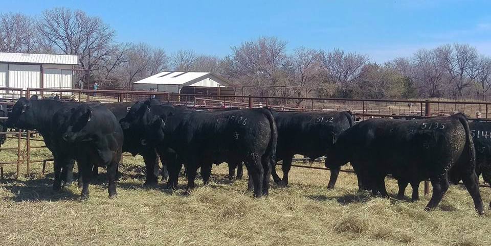 BJ Angus Bulls in a pen