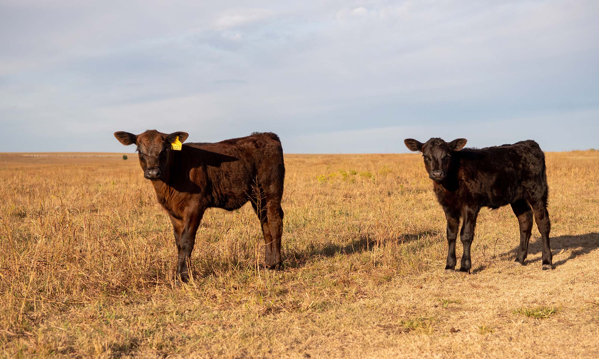 Calf in tall grass