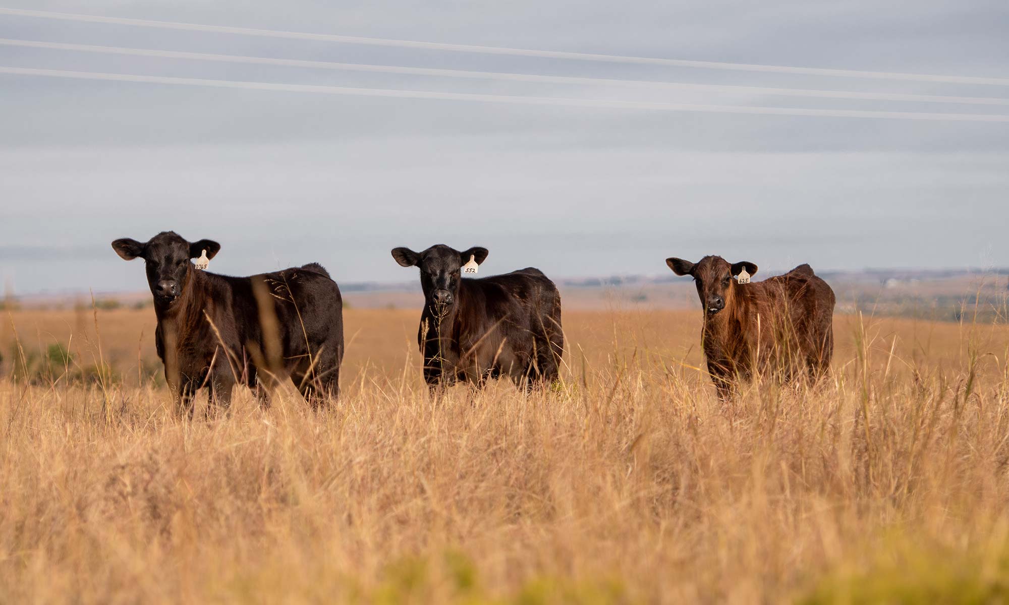Cows in prairie