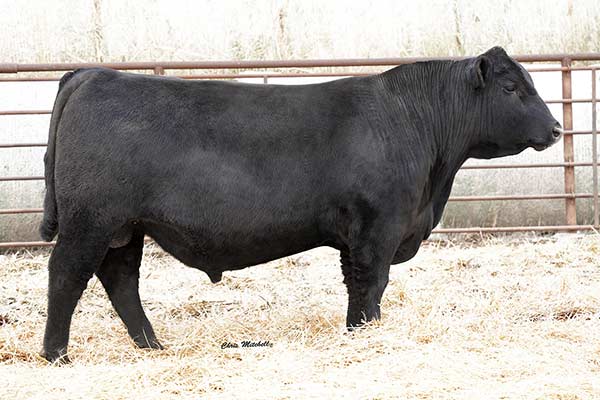 Sale Bulls | BJ Angus Genetics | Manhattan, KS